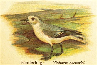 Sanderling (Calidris alba), side view, World of Birds, historical illustration 1890