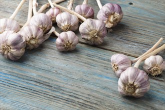 Fresh violet garlic on a blue rustic wooden background with copy space