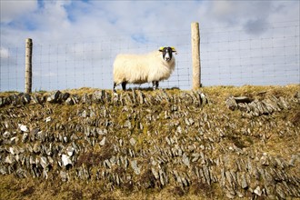 Sheep standing on dry stone wall, Exmoor national park, Devon, England, United Kingdom, Europe