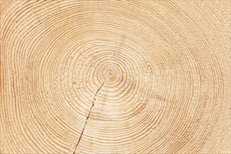 Close-up of tree rings of a spruce