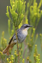 Cossypha caffra, family of flycatchers, Underberg surroundings, Underberg, KwaZulu-Natal, South