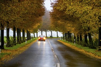 Country road, autumn, fog, rainy weather, tree avenue, wet road, leaves