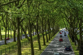 The B1, Rheinlanddamm Straße in Dortmund, an avenue of plane trees, two-way traffic in both