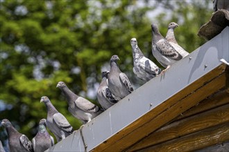 Carrier pigeons, on a pigeon loft, pigeon fancier, Mülheim, North Rhine-Westphalia, Germany, Europe