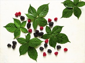 Fresh blackberries and raspberries, with foliage, top view, on a light background, no people