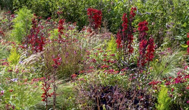 Perennial bed, bed with autumn perennials, Rhineland-Palatinate, Germany, Europe