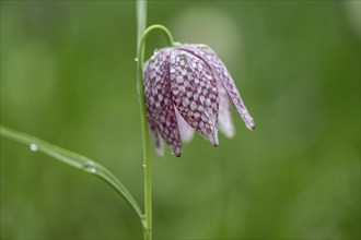 Snake's head fritillary (Fritillaria meleagris), Emsland, Lower Saxony, Germany, Europe