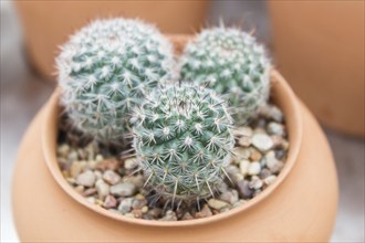 Beautiful succulent plant in greenhouse. Closeup, floral patterns, selective focus