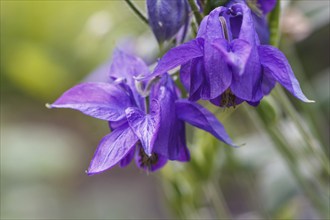 Purple aquilegia (columbine) flower on a green blurred background. Closeup