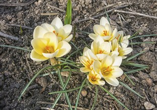 Crocuses blooming in the botanical garden in spring