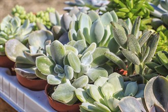 Set of beautiful little plant, succulent in a small plastic flower pot