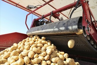 Agriculture potato harvesting with harvester (Mutterstadt, Rhineland-Palatinate)