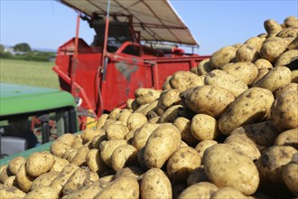 Agriculture potato harvesting with harvester (Mutterstadt, Rhineland-Palatinate)