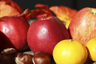 Apples and mandarins on a rustic wooden table as an autumnal motif