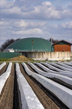 Asparagus fields, asparagus stems under foil, for faster growth, biogas plant on a farm, near