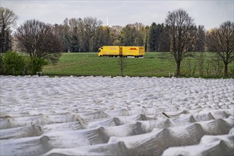 Asparagus fields, asparagus stems under foil, for faster growth, near Kirchhellen, district of