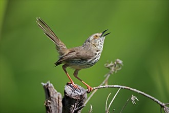 Spotted Prinia (Prinia maculosa), adult, on wait, singing, Kirstenbosch Botanical Gardens, Cape