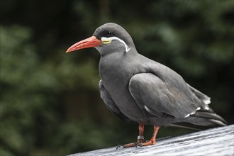 Inca Tern (Larosterna inca), Walsrode Bird Park, Lower Saxony, Germany, Europe