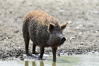 Woolly pig or Mangalica pig, Hungary, Europe