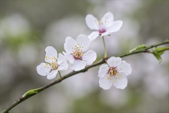 Myrobolane (Prunus cerasifera), Emsland, Lower Saxony, Germany, Europe