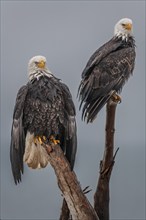 Two bald eagles, Haliaeetus leucocephalus, perching, adult, winter, Homer, Alaska, USA, North