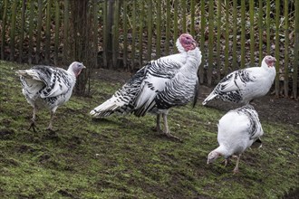 Cröllwitz turkeys (Meleagris gallopavo f. domestica), Tierpark Nordhorn, Lower Saxony, Germany,