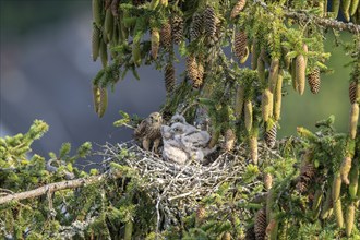 Common kestrel (Falco tinnunculus), female adult bird feeding young birds not yet ready to fly in