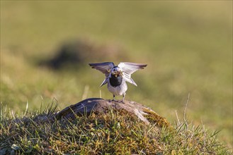 White wagtail (Motacilla alba) on a meadow with nesting material in its beak