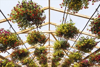 Yellow and red flowers in hanging baskets being grown in containers inside greenhouse in spring,