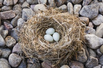 Close-up of Housefinch, Haemorhous mexicanus bird nest with three eggs on a bed of river stones,