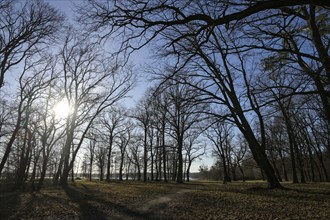 Trees in Sacrow Castle Park, Potsdam, Brandenburg, Germany, Europe