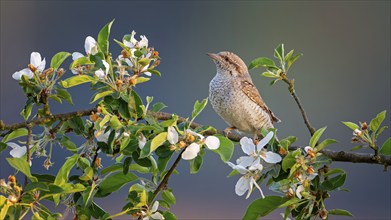 Eurasian wryneck (Jynx torquilla) sitting in blossoming apple tree, fruit blossom, spring, Middle