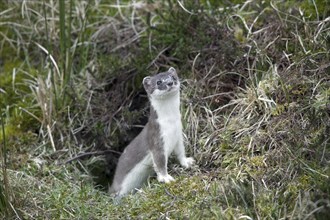 Stoat, ermine, short-tailed weasel (Mustela erminea) in summer coat leaving burrow