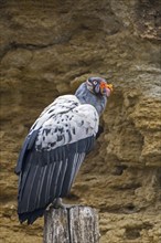 King vulture (Sarcoramphus papa, Vultur papa) native to Central and South America