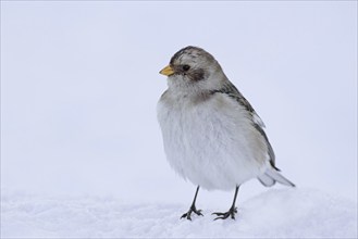 Snow bunting (Plectrophenax nivalis insulae) (Emberiza nivalis) in winter plumage in the snow