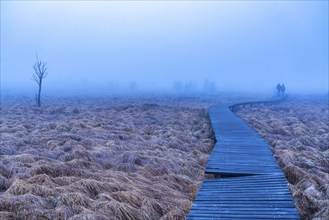 The High Fens nature park Park, in the German-Belgian border region near Eupen, winter, fog, wooden