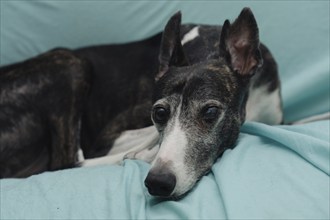 A rescued greyhound, blind in one eye and with cropped ears, gazes directly into the camera as she