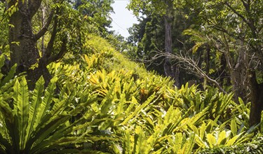 Hill with ferns in the botanical garden in Singapore