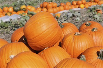 Pumpkins, pumpkin patch