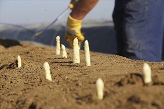 Agriculture asparagus harvest