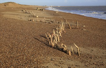 Mysterious lines wooden stakes exposed by fall in beach level possibly historic coastal defences,