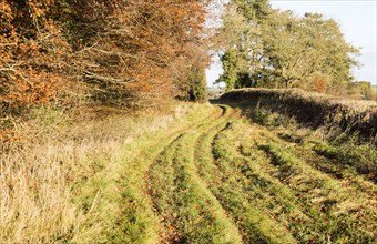 Grassy rutted track part of an ancient avenue from Beckhampton towards Avebury, Wiltshire, England,