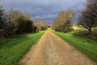 Long straight unsurfaced country road in winter sunshine, Sutton, Suffolk, England, UK