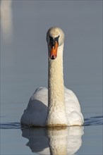 Mute swan (Cygnus olor) swimming on the water of a lake, Bas-Rhin, Alsace, Grand Est, France,