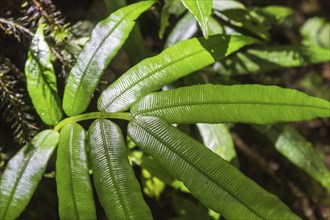 Ornamental bright green fern leaves in the jungle.Malaysia