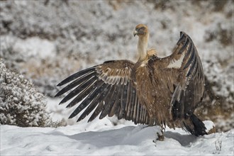 Griffon vulture (Gyps fulvus) Old world vulture, snow and frost, winter landscape, wings drying,