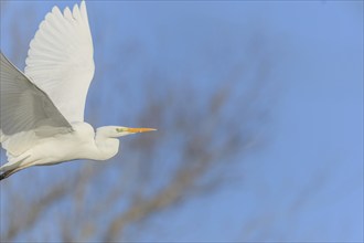 Great egret (Ardea alba) in flight in the sky, Bas-Rhin, Alsace, Grand Est, France, Europe