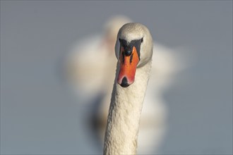 Mute swan (Cygnus olor) portrait on the water of a lake, Bas-Rhin, Alsace, Grand Est, France,