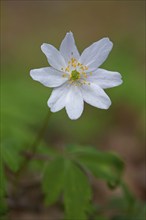 Wood anemone (Anemone nemorosa) white flower blooming in spring forest