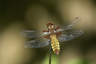 Broad-bodied chaser (Libellula depressa), resting female, on perch, sunny, Bottrop, Ruhr area,